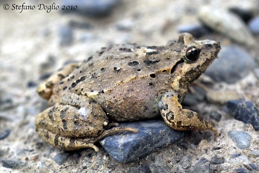discoglosso marocchino - Discoglossus scovazzi